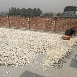 Bone chips are being sun-dried in open space.