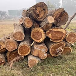 Procurement of Wood Logs from Government Wood Depot.